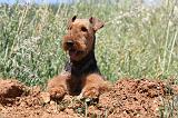 AIREDALE TERRIER 270